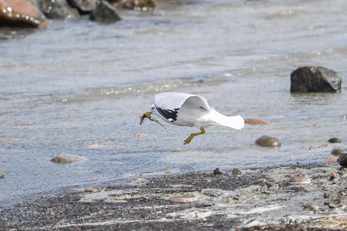 Ring-billed Gull - ML635686843