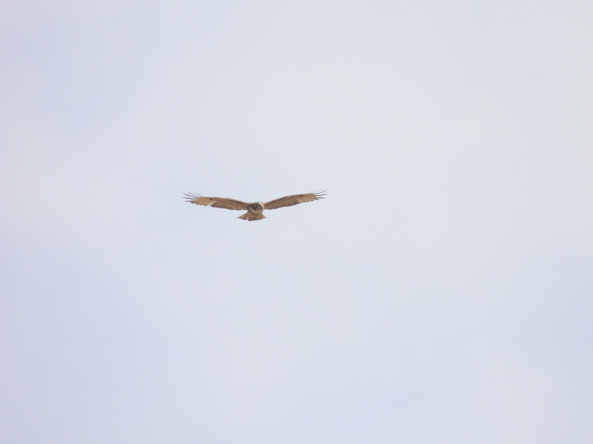 Red-tailed Hawk - ML635686852