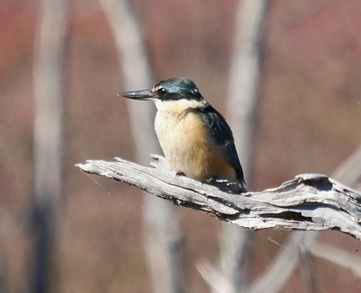 Sacred Kingfisher (Australasian) - ML635686853