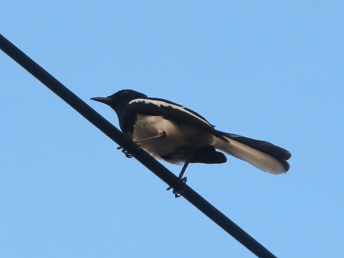 Oriental Magpie-Robin - ML635686854