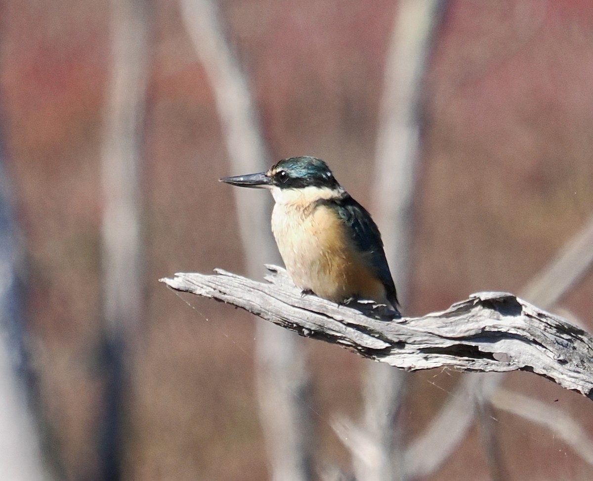 Sacred Kingfisher (Australasian) - ML635686855