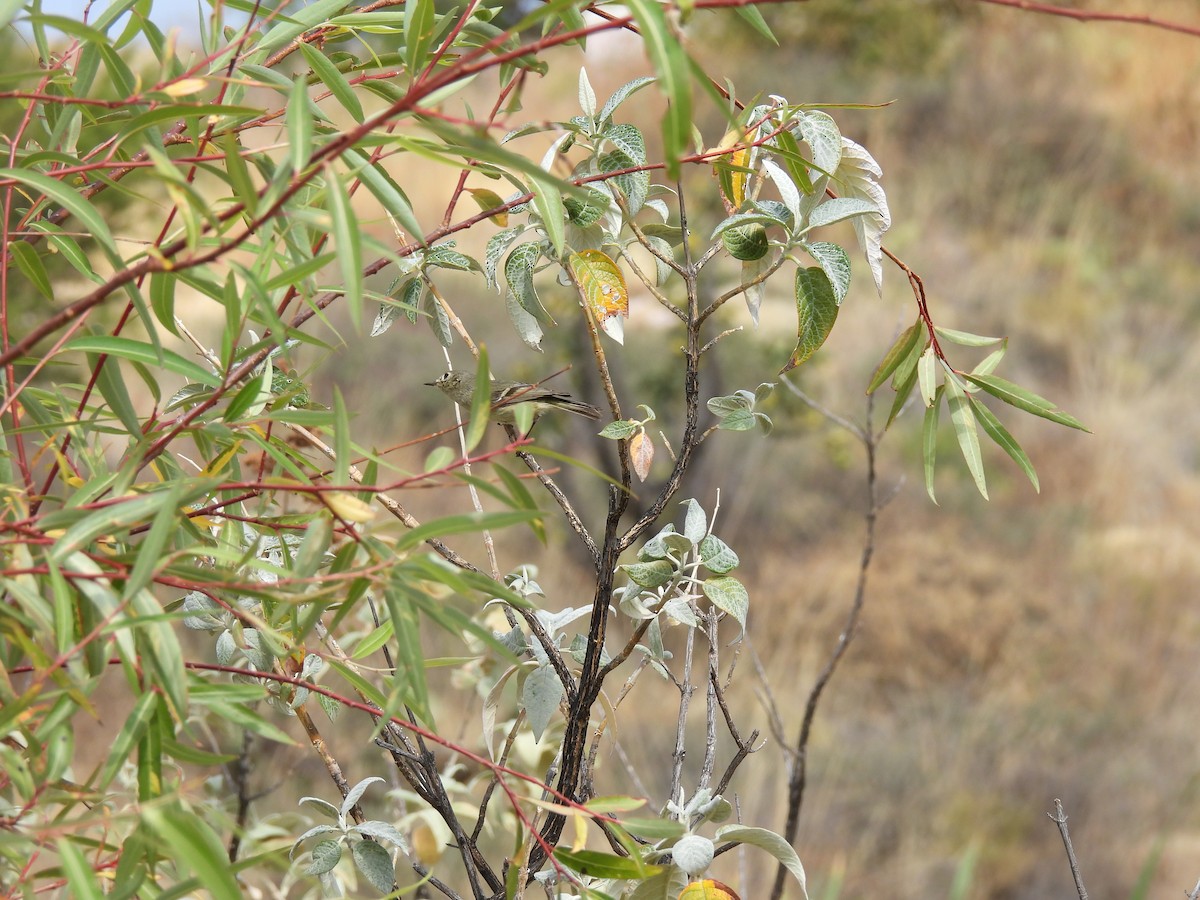 Ruby-crowned Kinglet - ML635686866