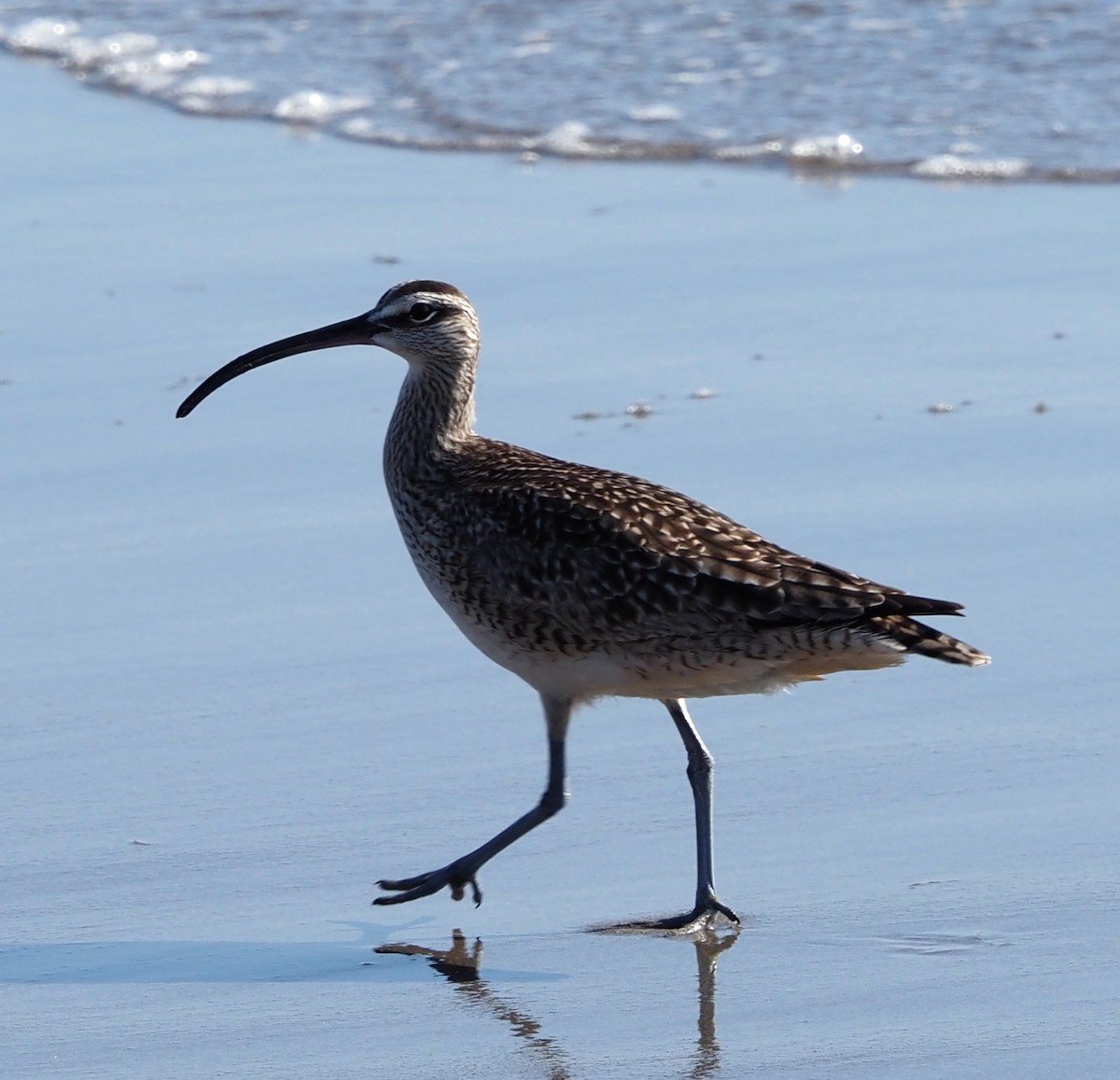 Whimbrel - ML635686867