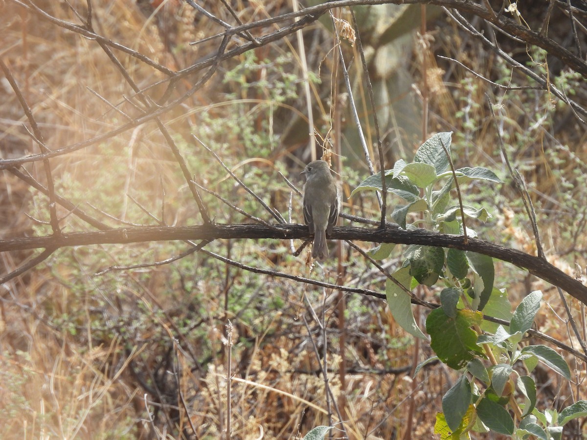 Empidonax sp. - ML635686884