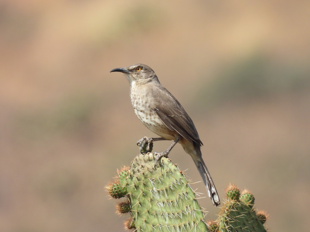 Curve-billed Thrasher - ML635686888