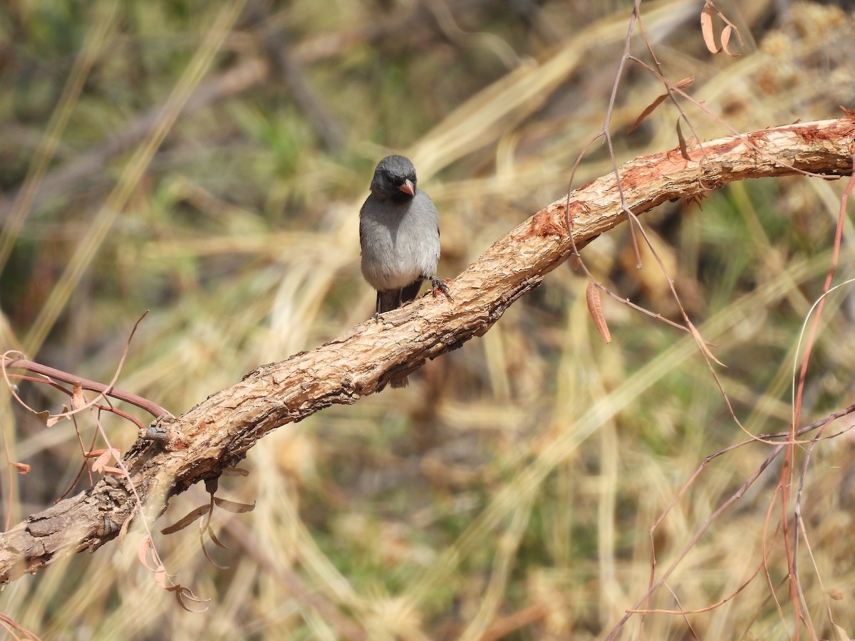 Black-chinned Sparrow - ML635686900