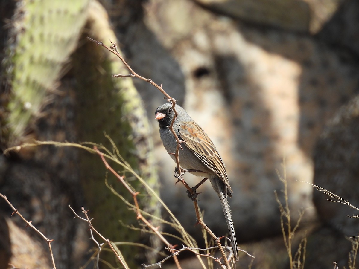 Black-chinned Sparrow - ML635686902