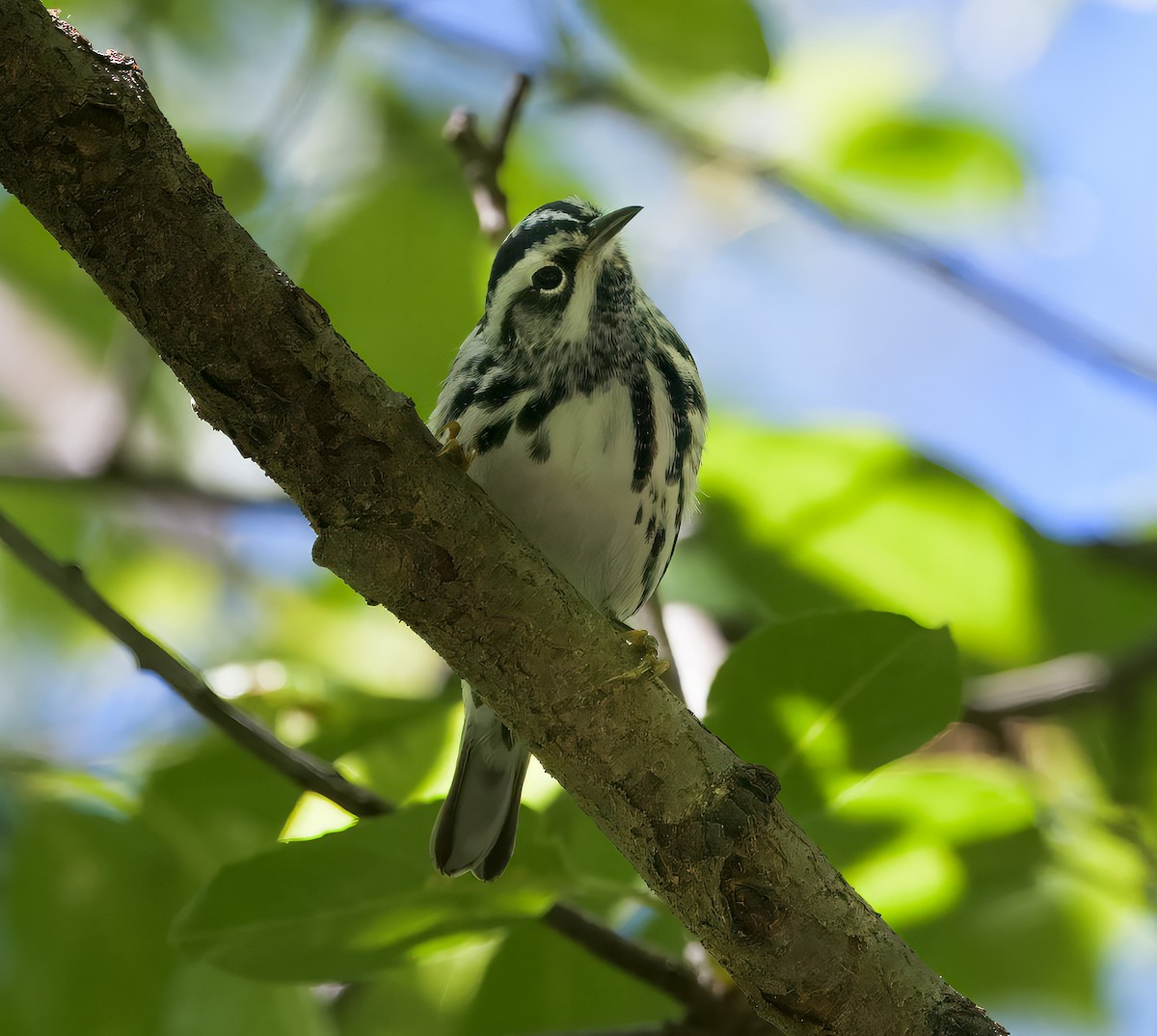 Black-and-white Warbler - ML635686906