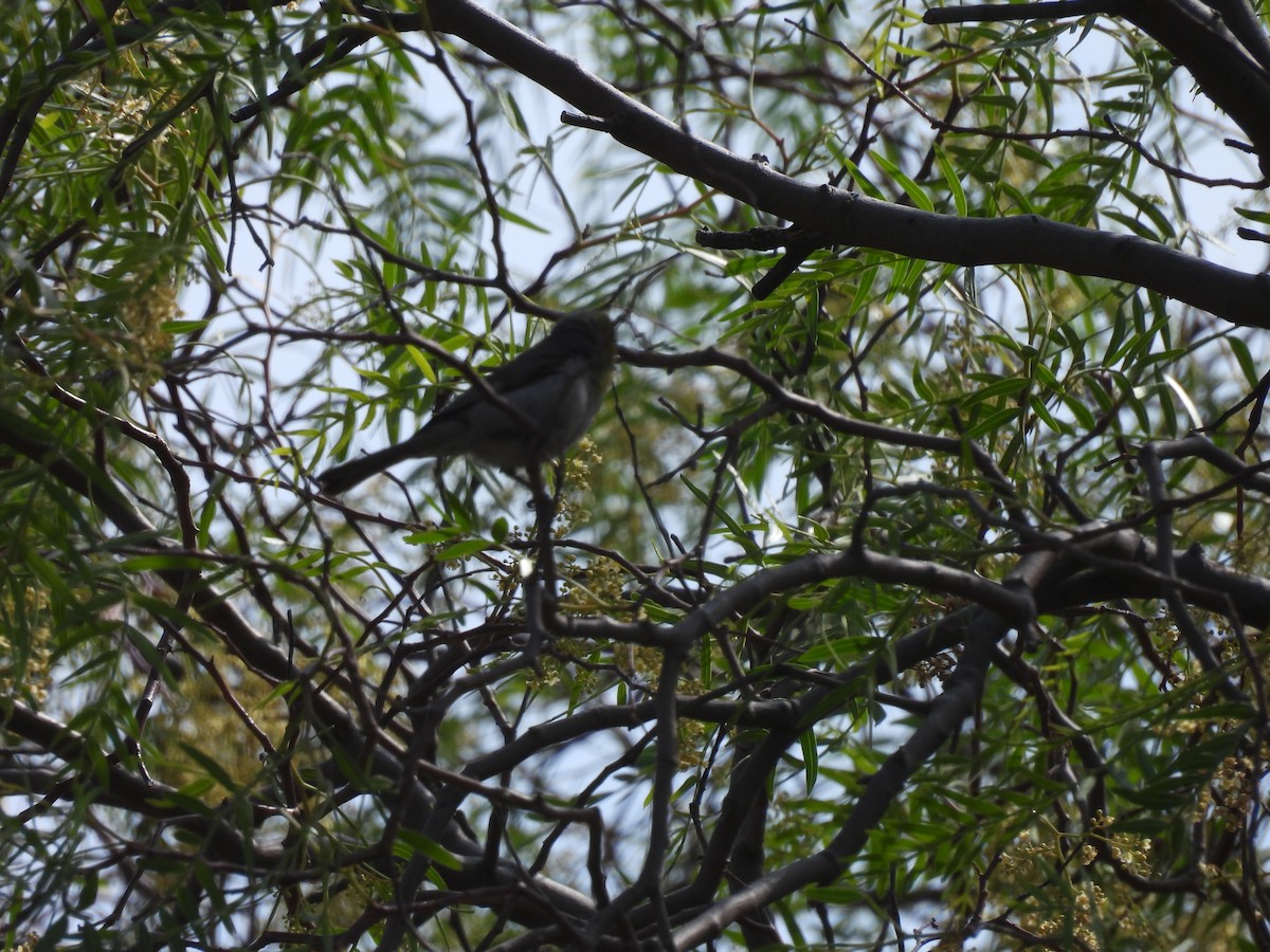 Verdin - ML635686907