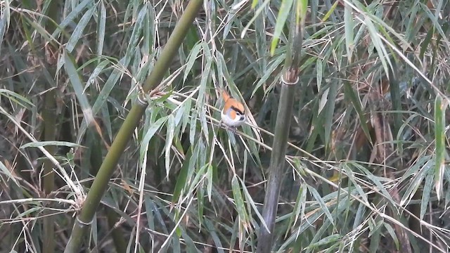 Black-throated Parrotbill - ML635686918