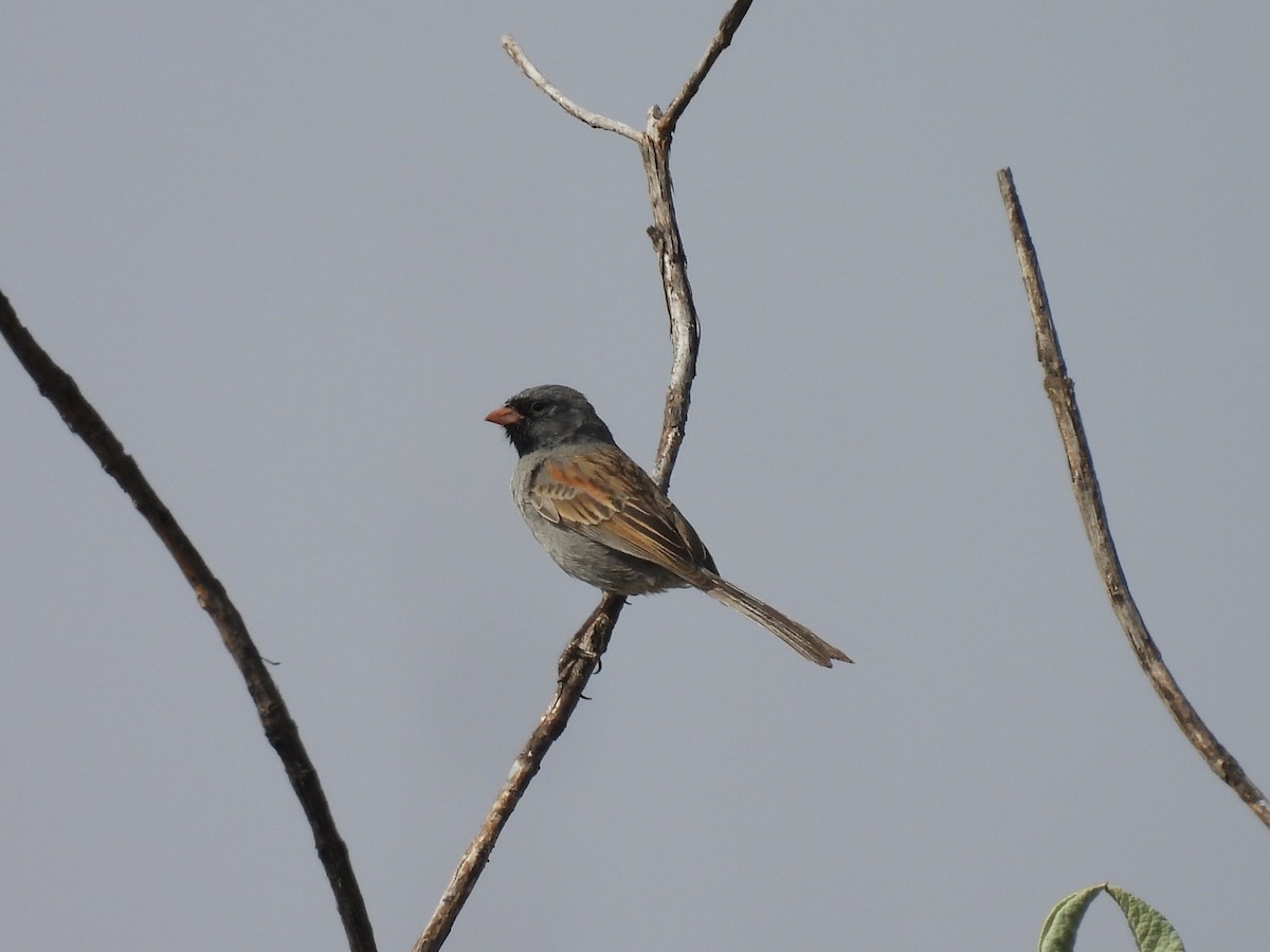 Black-chinned Sparrow - ML635686923