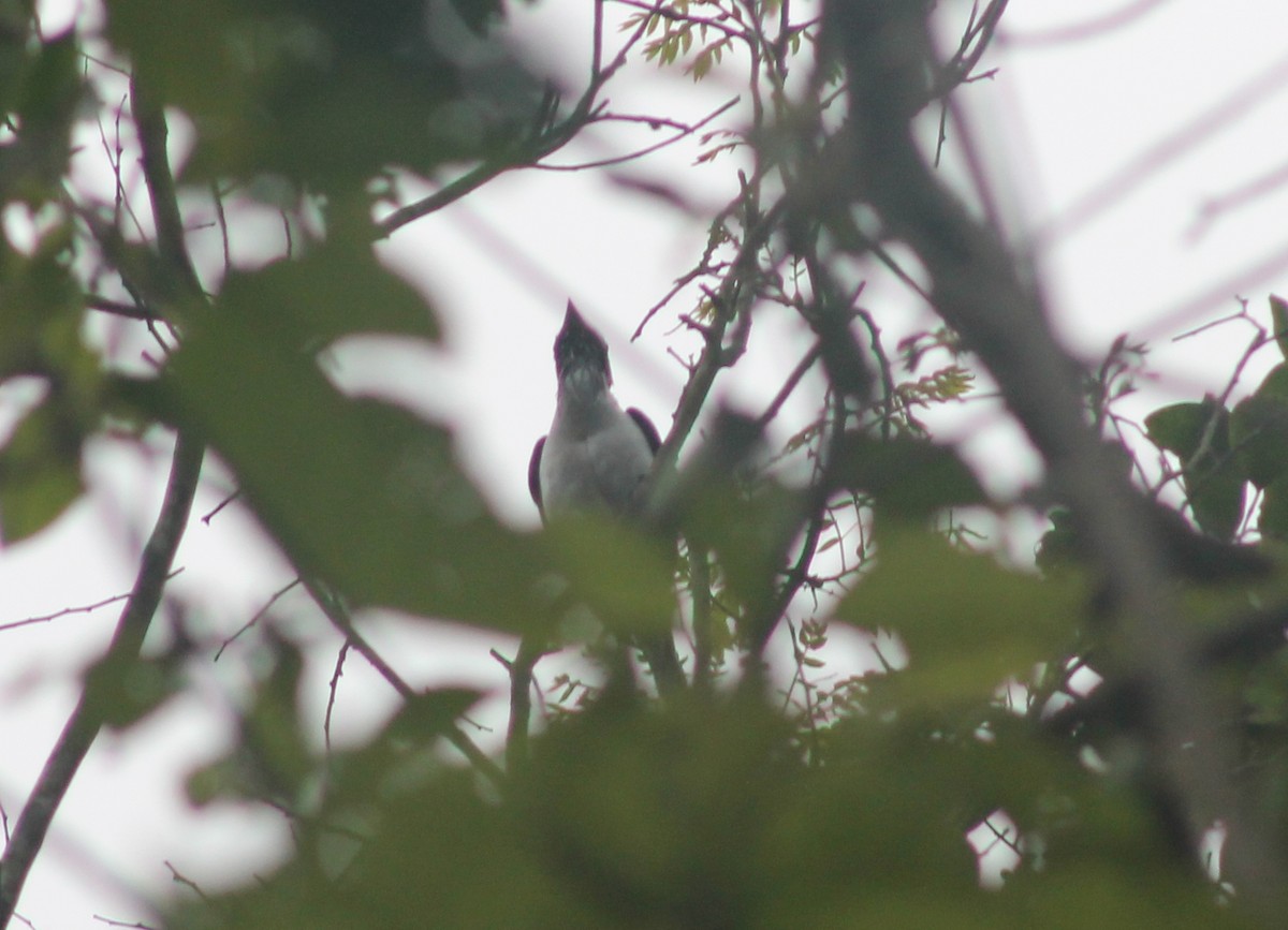 Bearded Bellbird - ML635686927