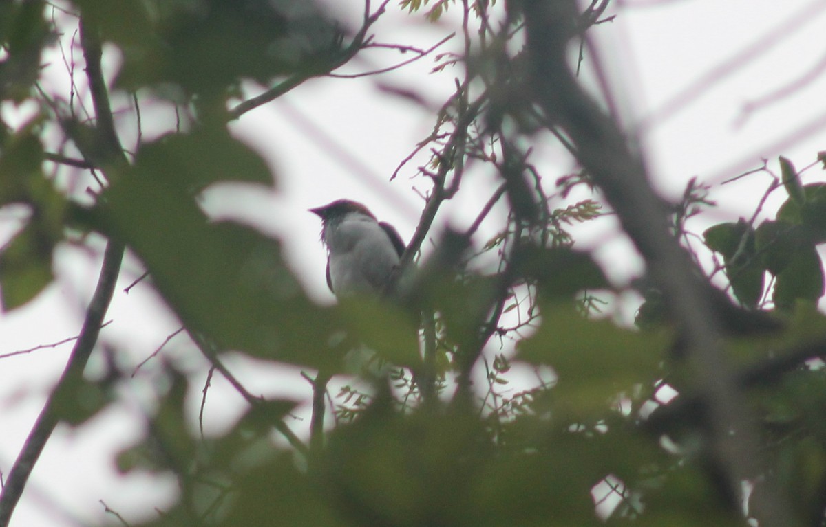 Bearded Bellbird - ML635686928
