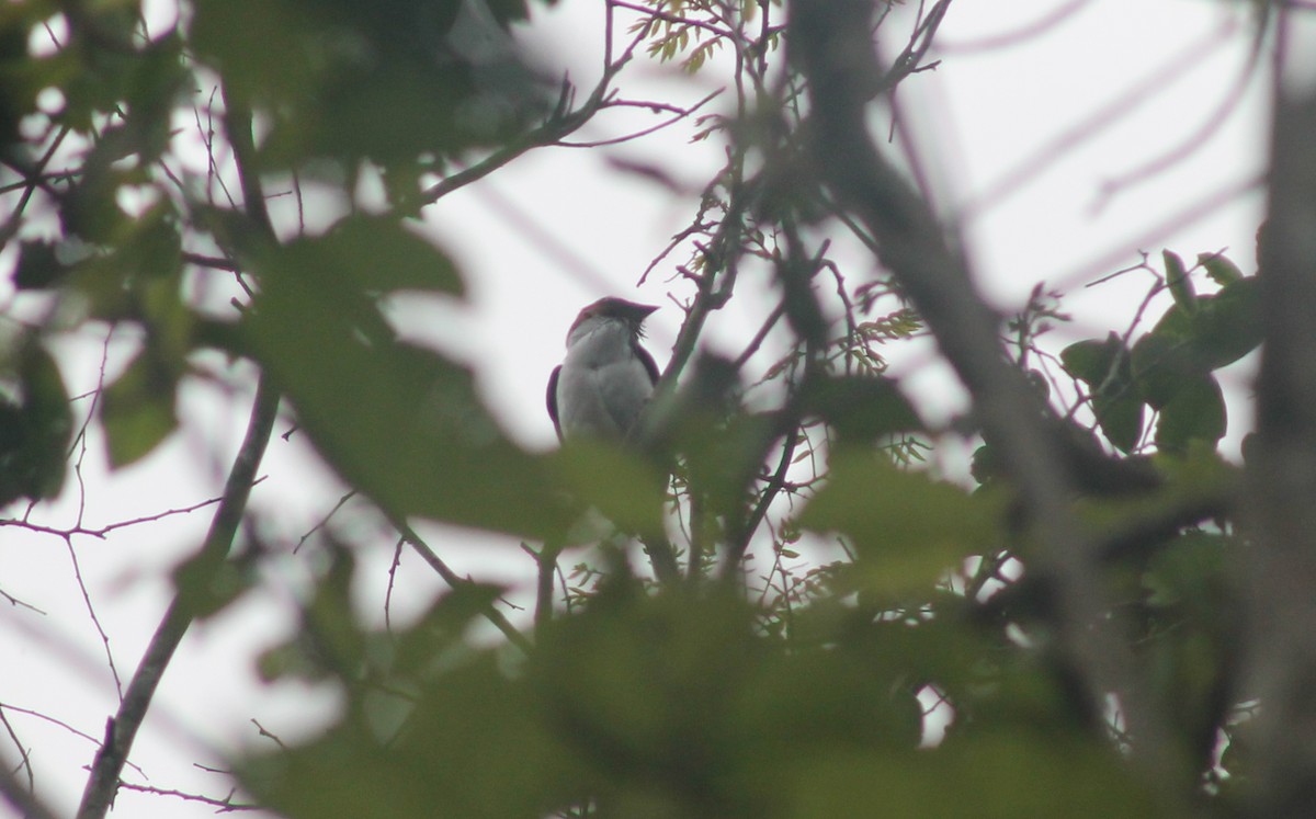 Bearded Bellbird - ML635686929