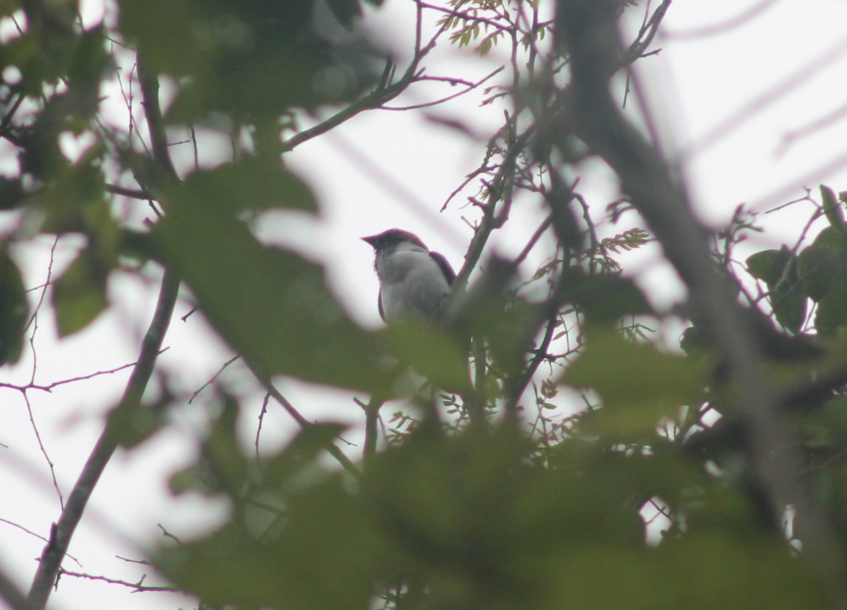 Bearded Bellbird - ML635686930
