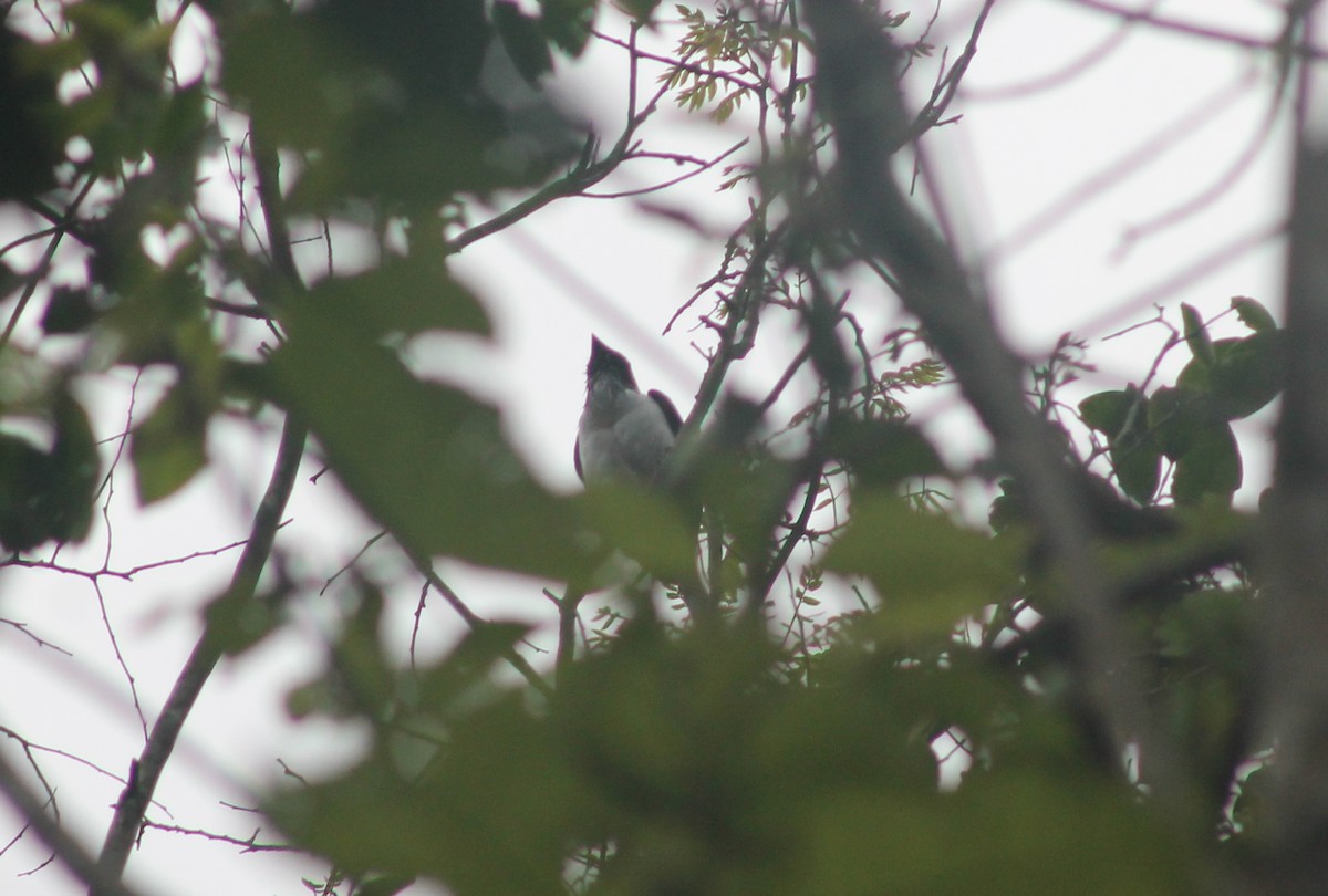 Bearded Bellbird - ML635686931