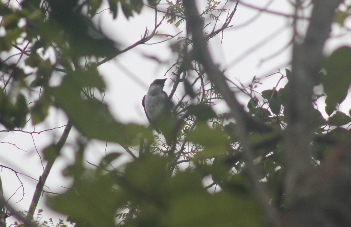 Bearded Bellbird - ML635686932