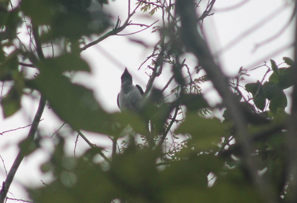 Bearded Bellbird - ML635686933