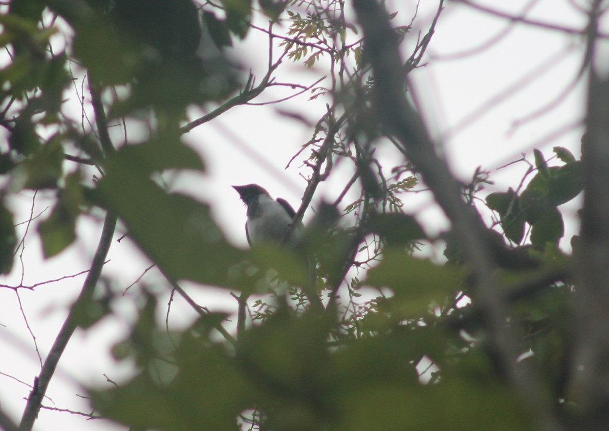 Bearded Bellbird - ML635686934