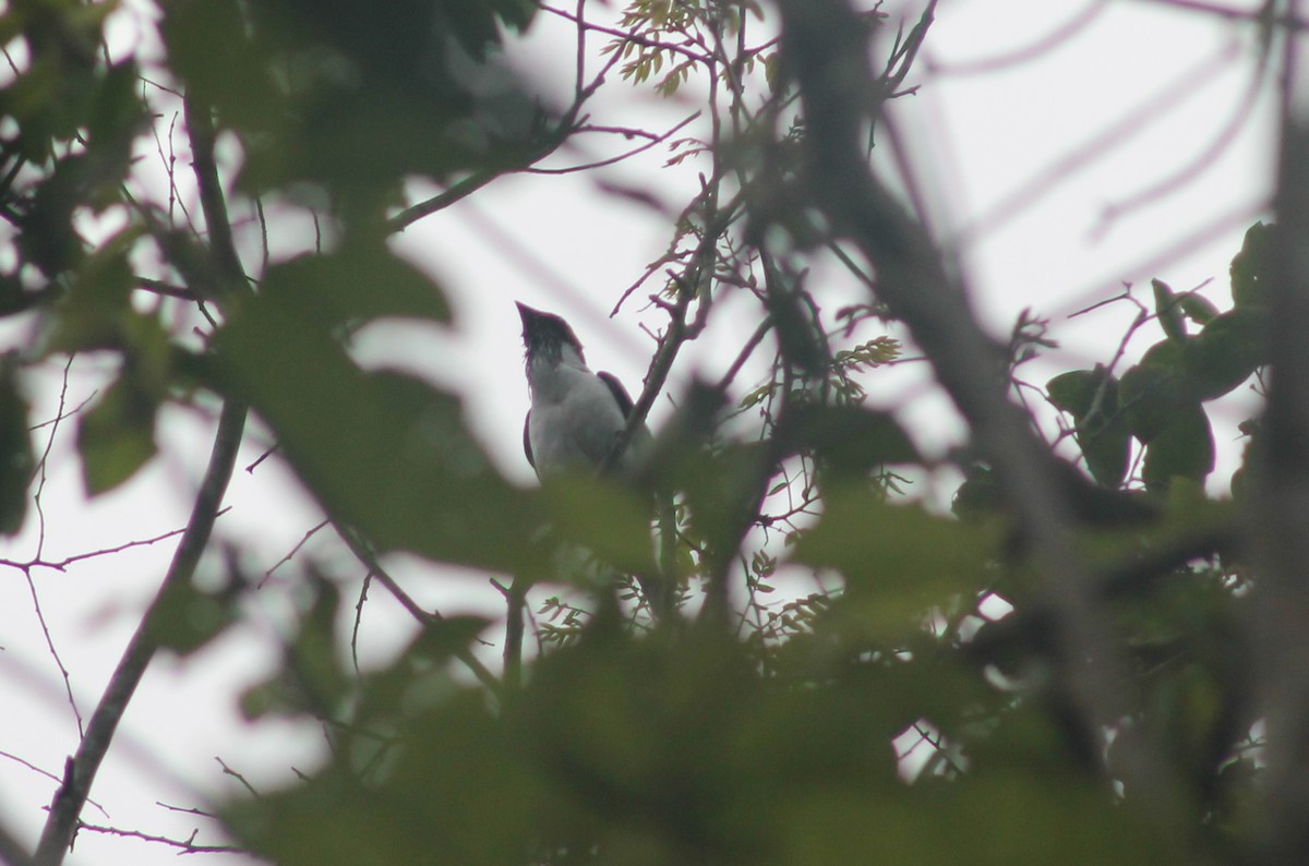 Bearded Bellbird - ML635686935