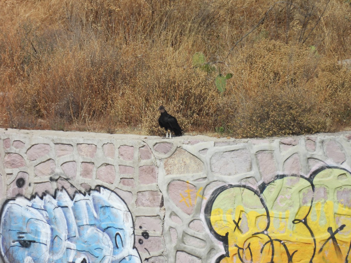 Black Vulture - ML635686950