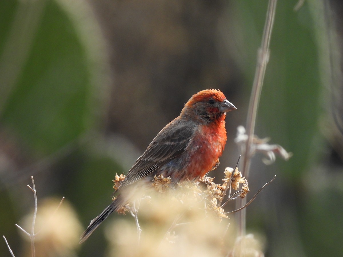 House Finch - ML635686957