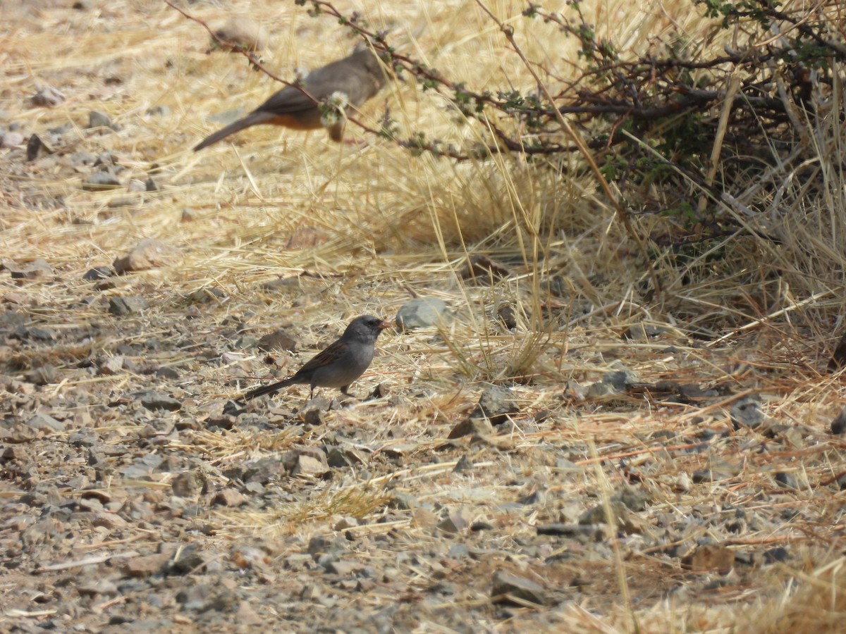 Black-chinned Sparrow - ML635686975