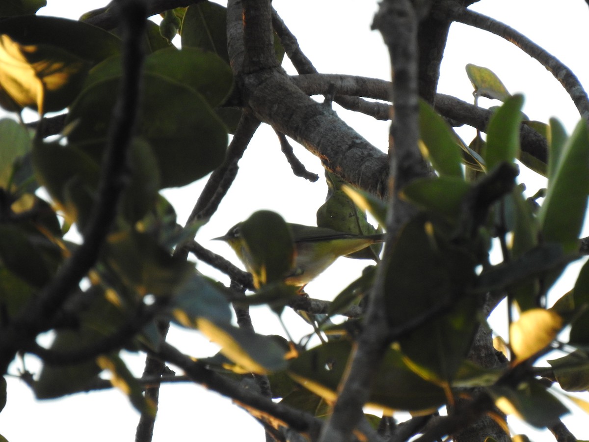 Chestnut-flanked White-eye - ML635686985