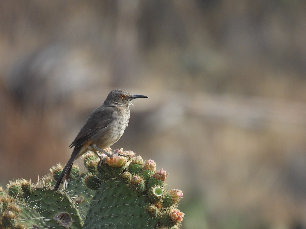 Curve-billed Thrasher - ML635687012