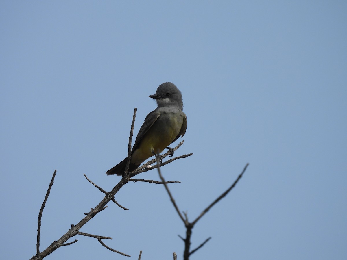 Cassin's Kingbird - ML635687020