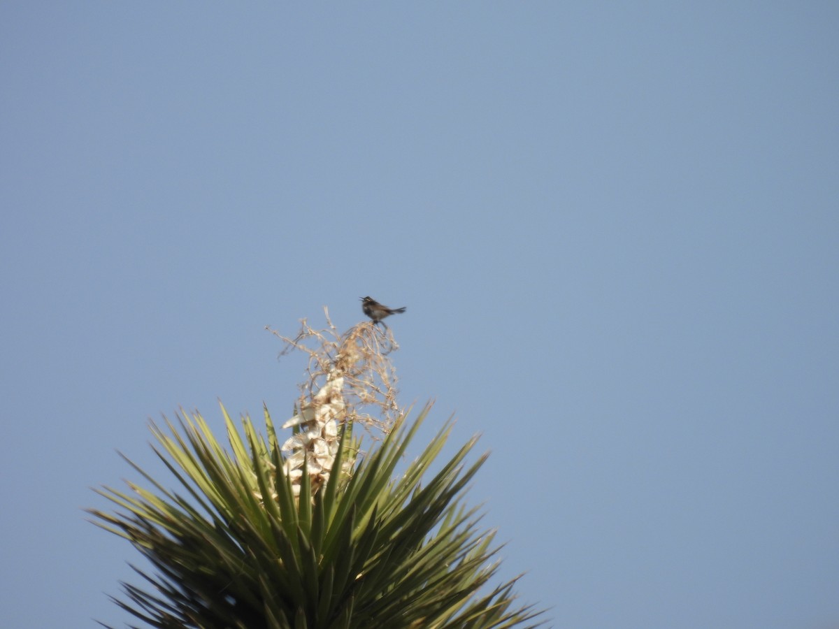 Bewick's Wren - ML635687030