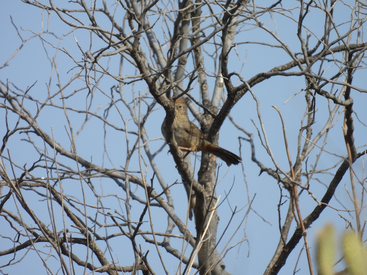 Canyon Towhee - ML635687041
