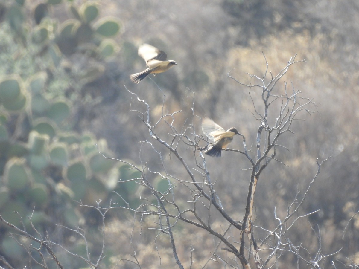 Say's Phoebe - ML635687059