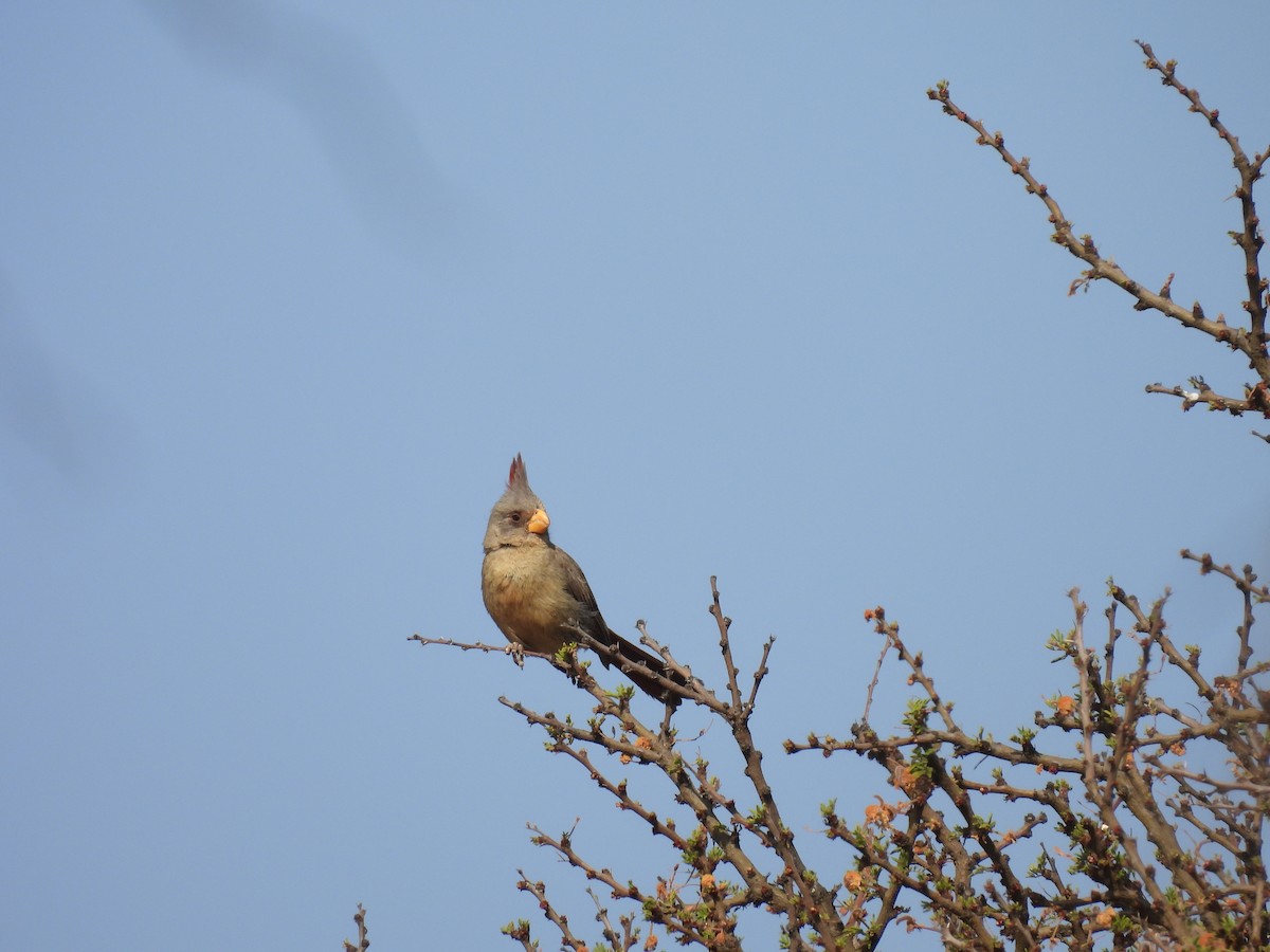 Pyrrhuloxia - ML635687067