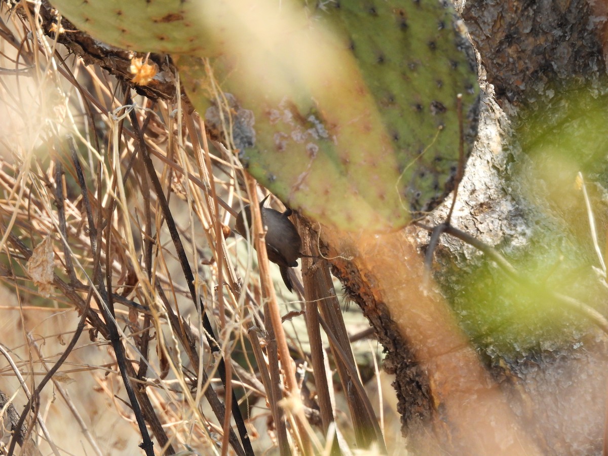 Bewick's Wren - ML635687078