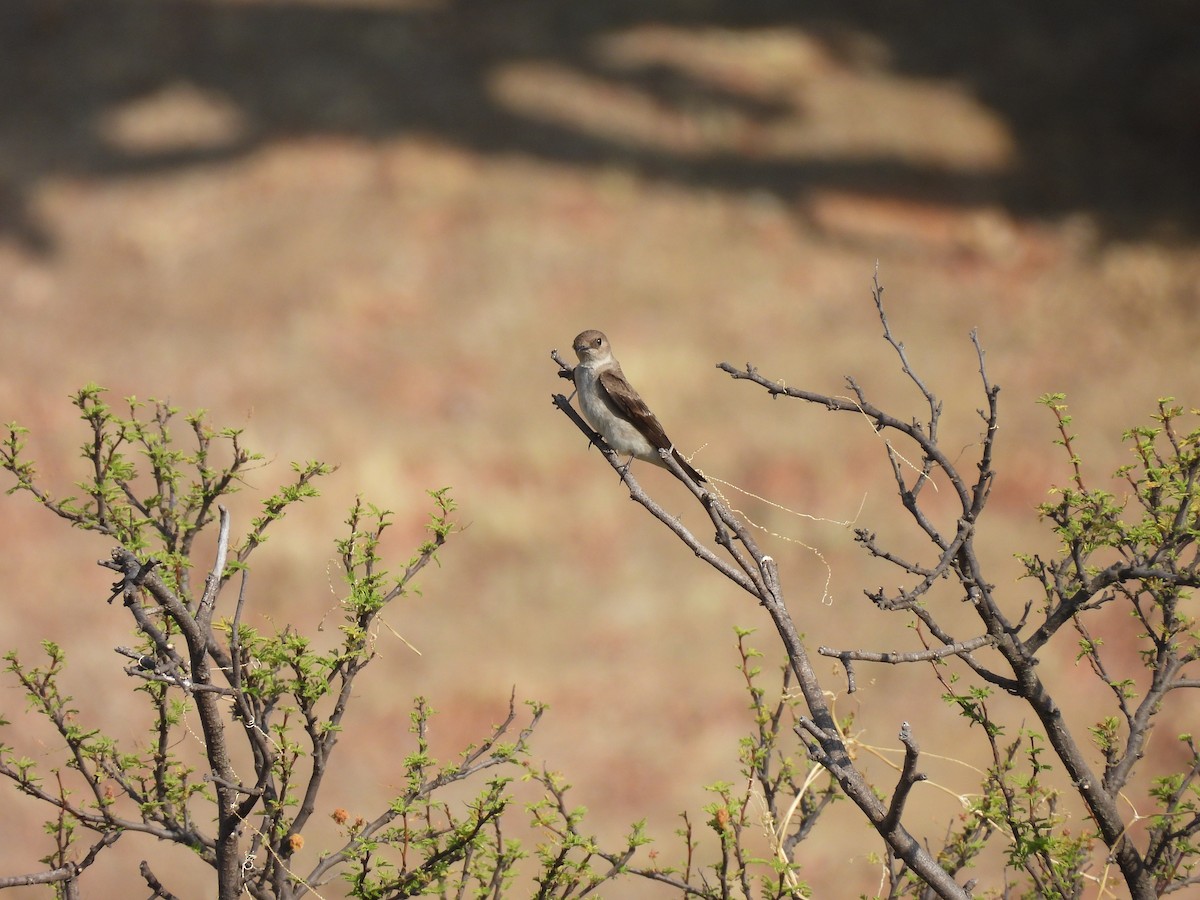 Northern Rough-winged Swallow - ML635687090