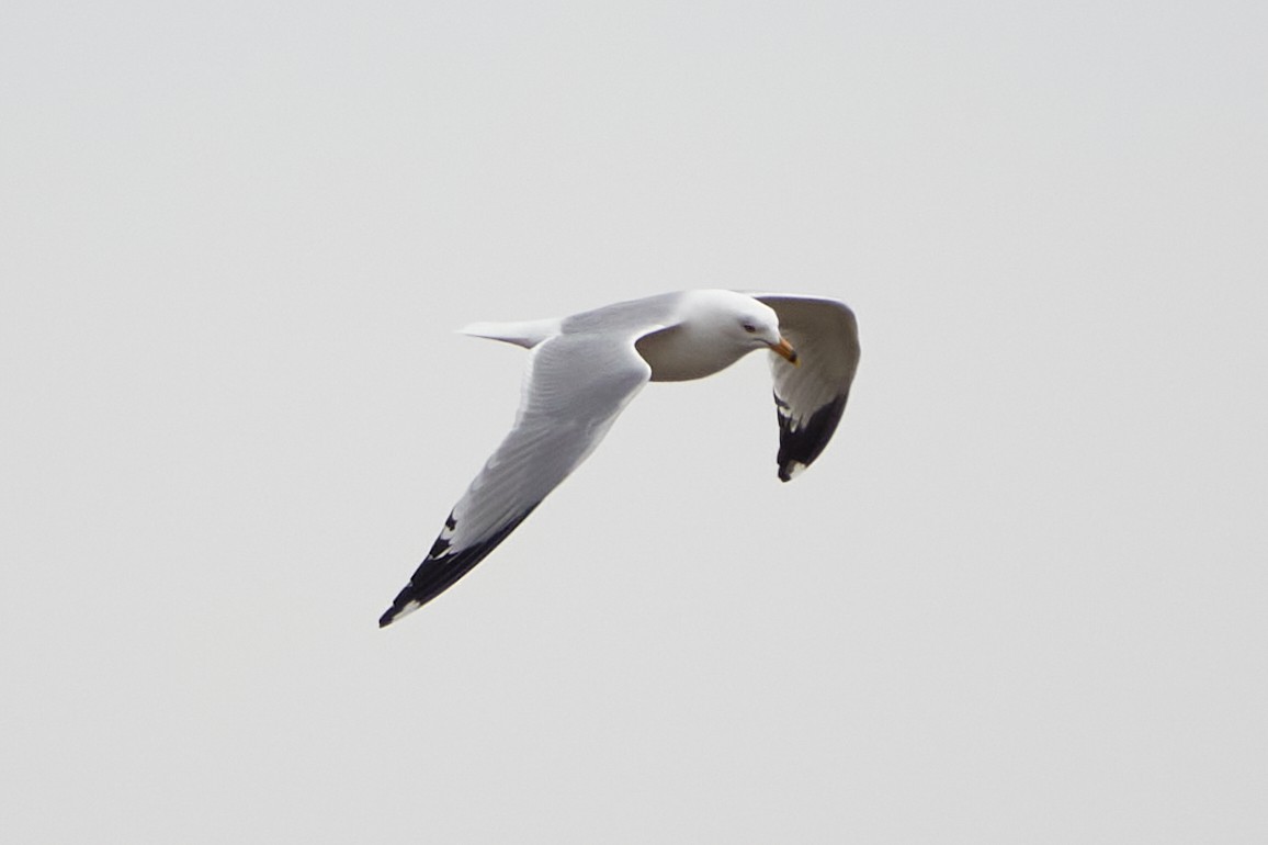 Ring-billed Gull - ML635687092