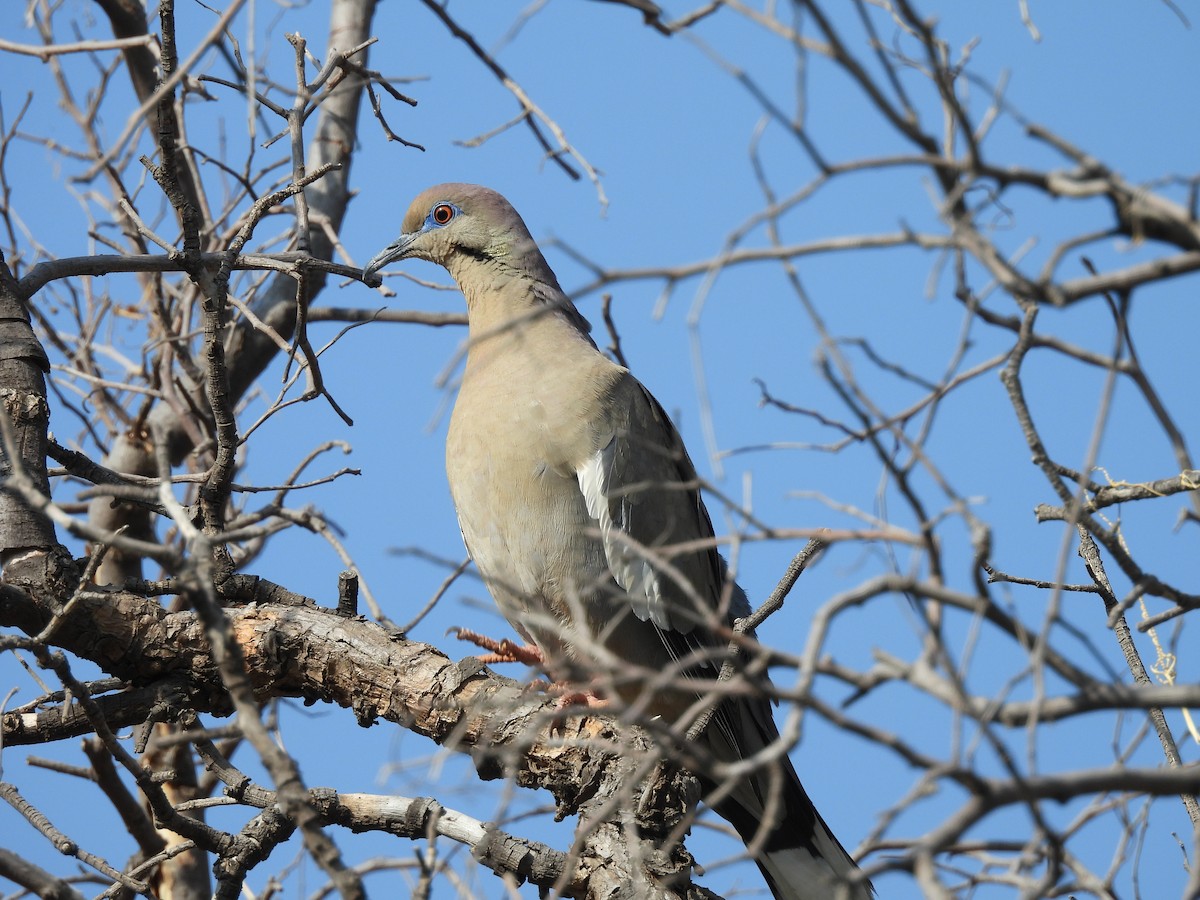 White-winged Dove - ML635687094