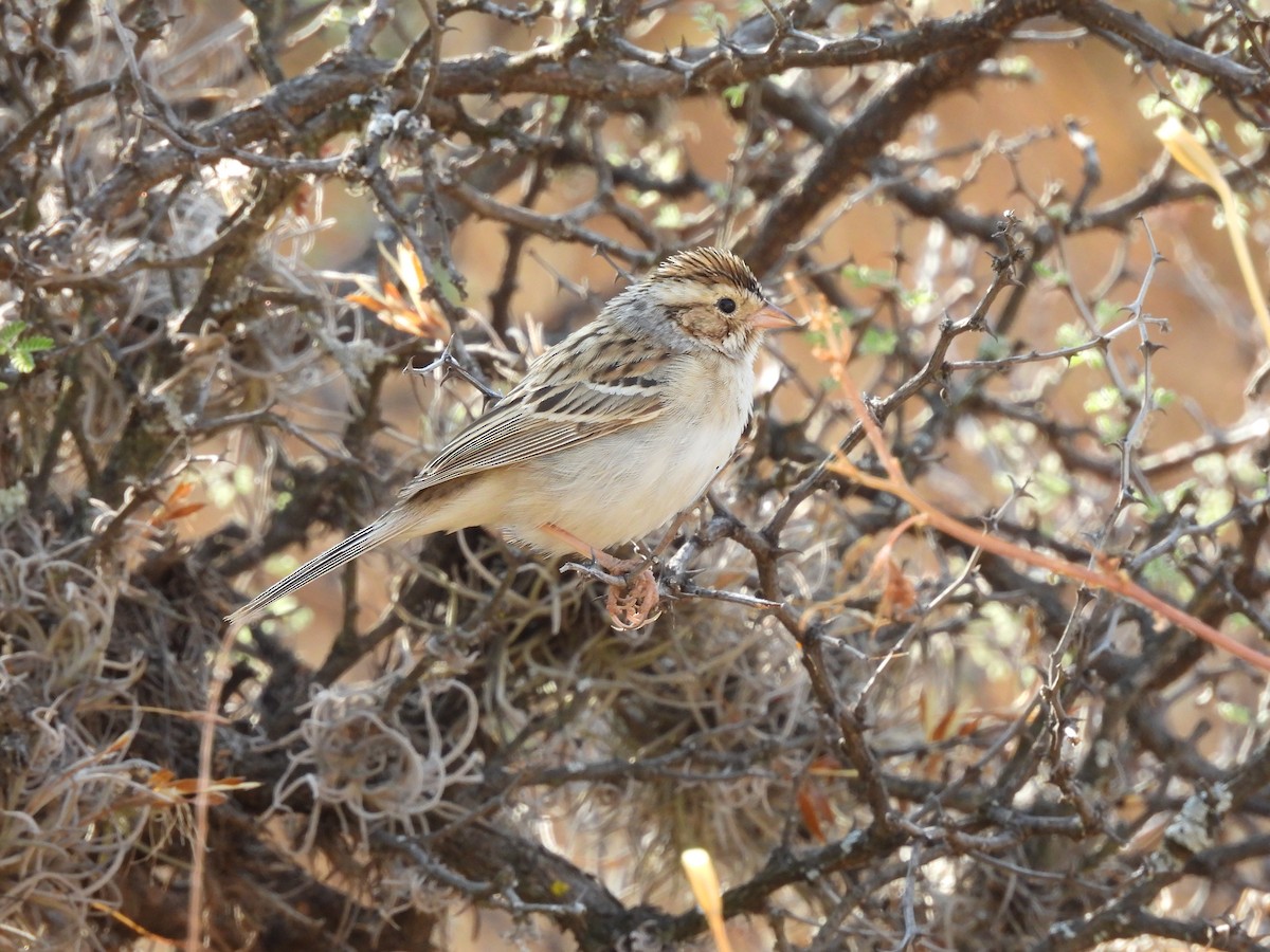 Clay-colored Sparrow - ML635687141