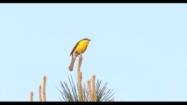 Yellow-breasted Chat - ML635687143