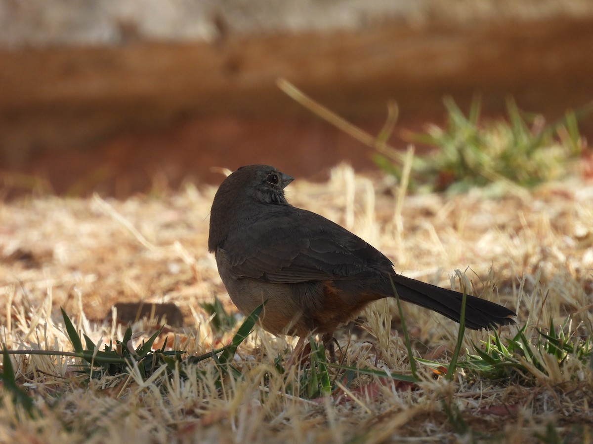Canyon Towhee - ML635687149