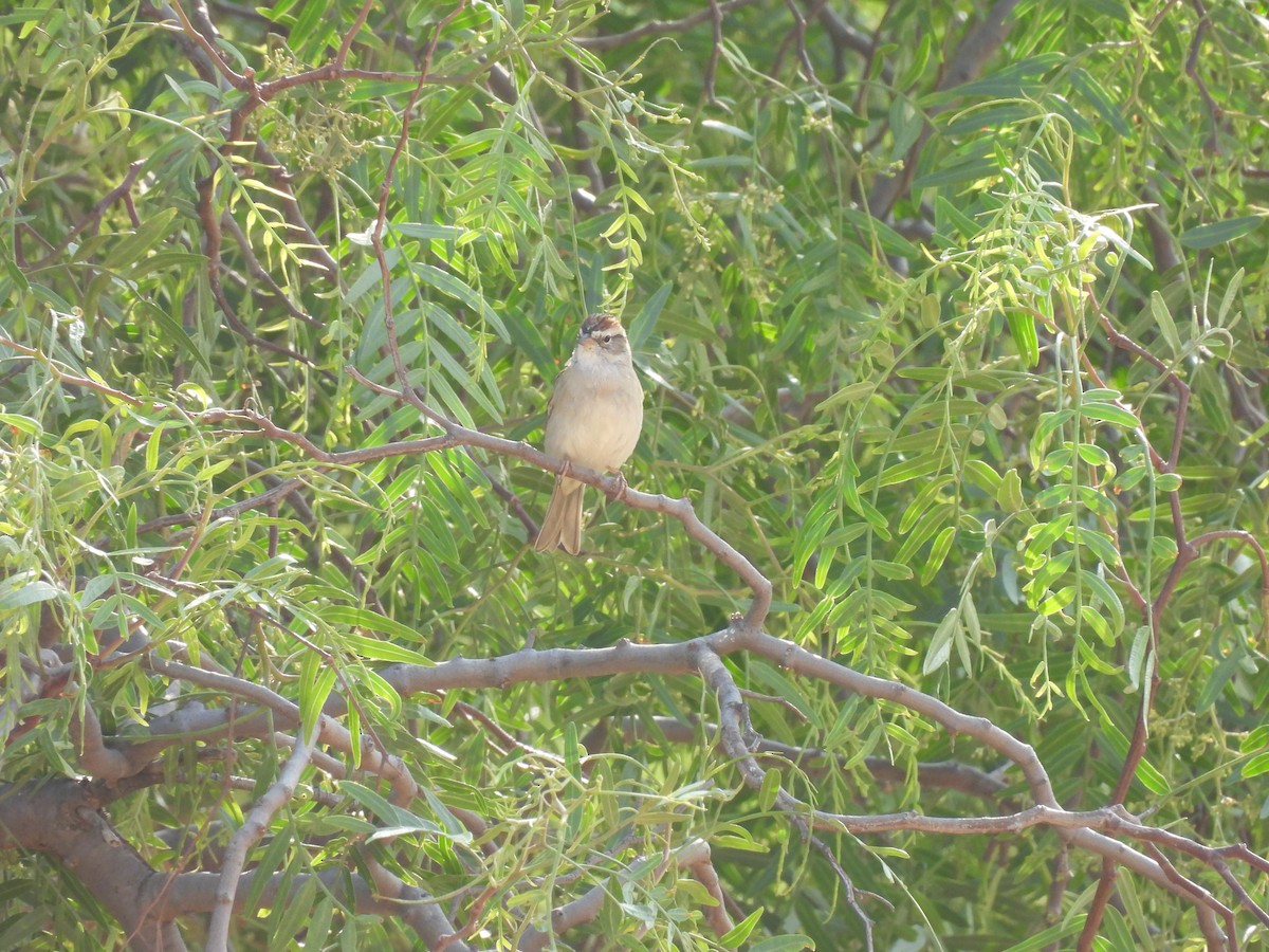 Chipping Sparrow - ML635687166