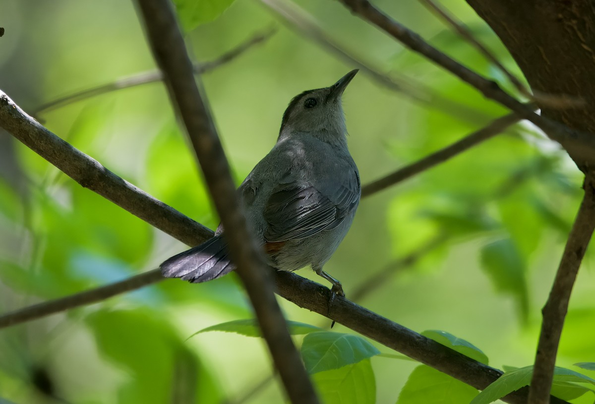 Gray Catbird - ML635687168