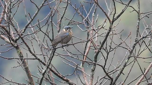 Chestnut-bellied Rock-Thrush - ML635687257