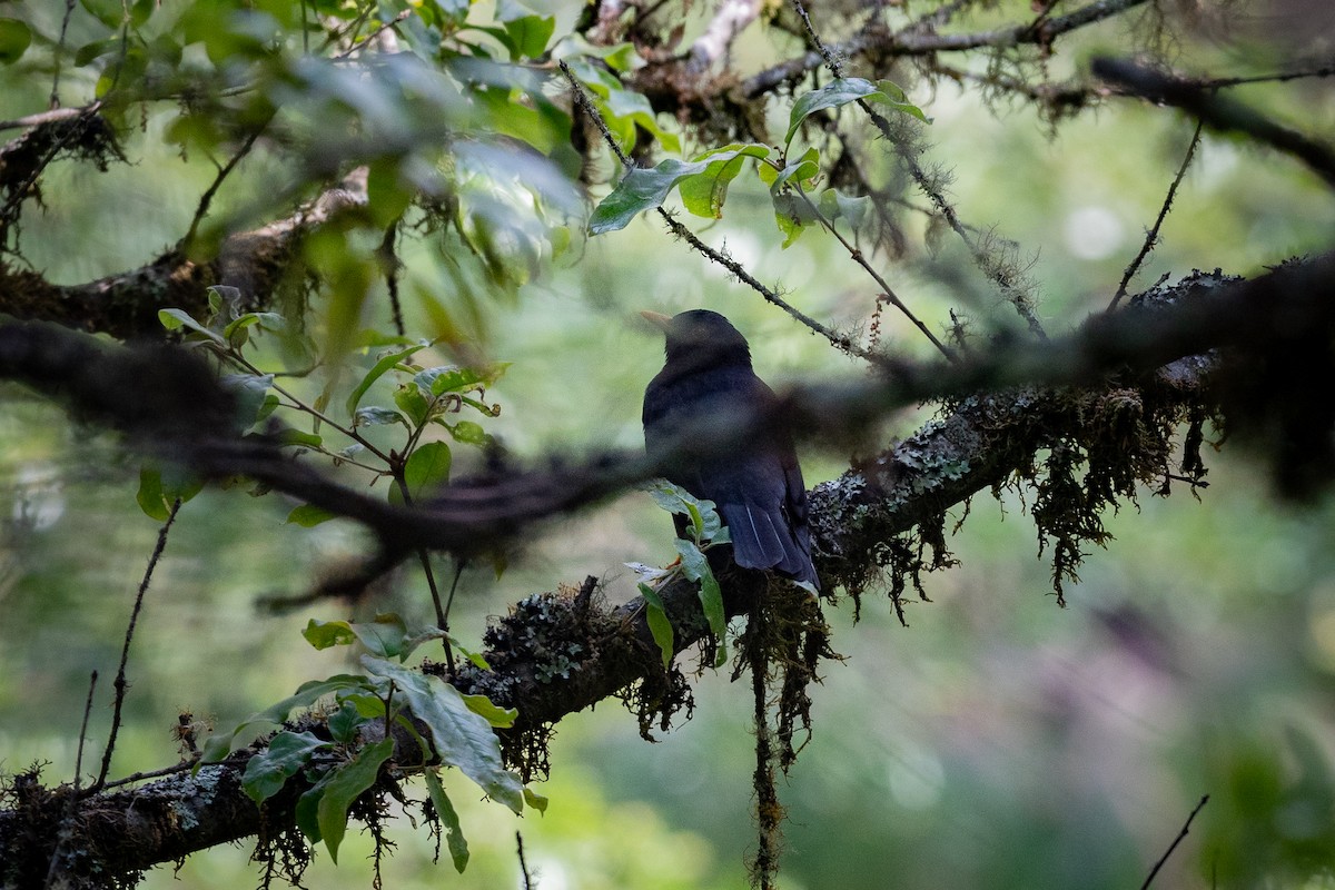 Black Thrush - ML635687373