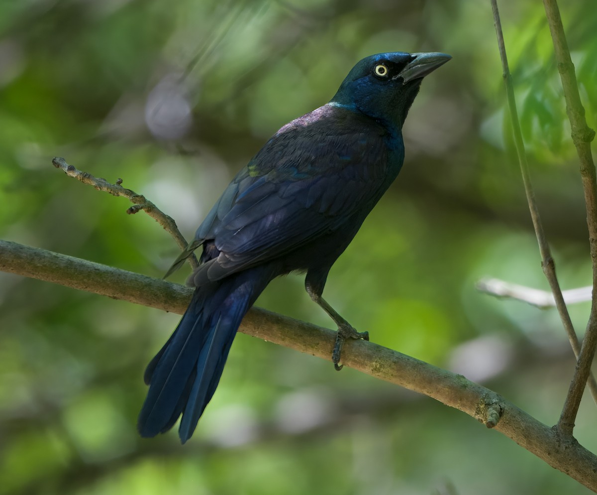 Common Grackle - ML635687455