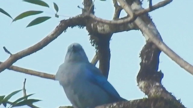 Blue-gray Tanager - ML635687586