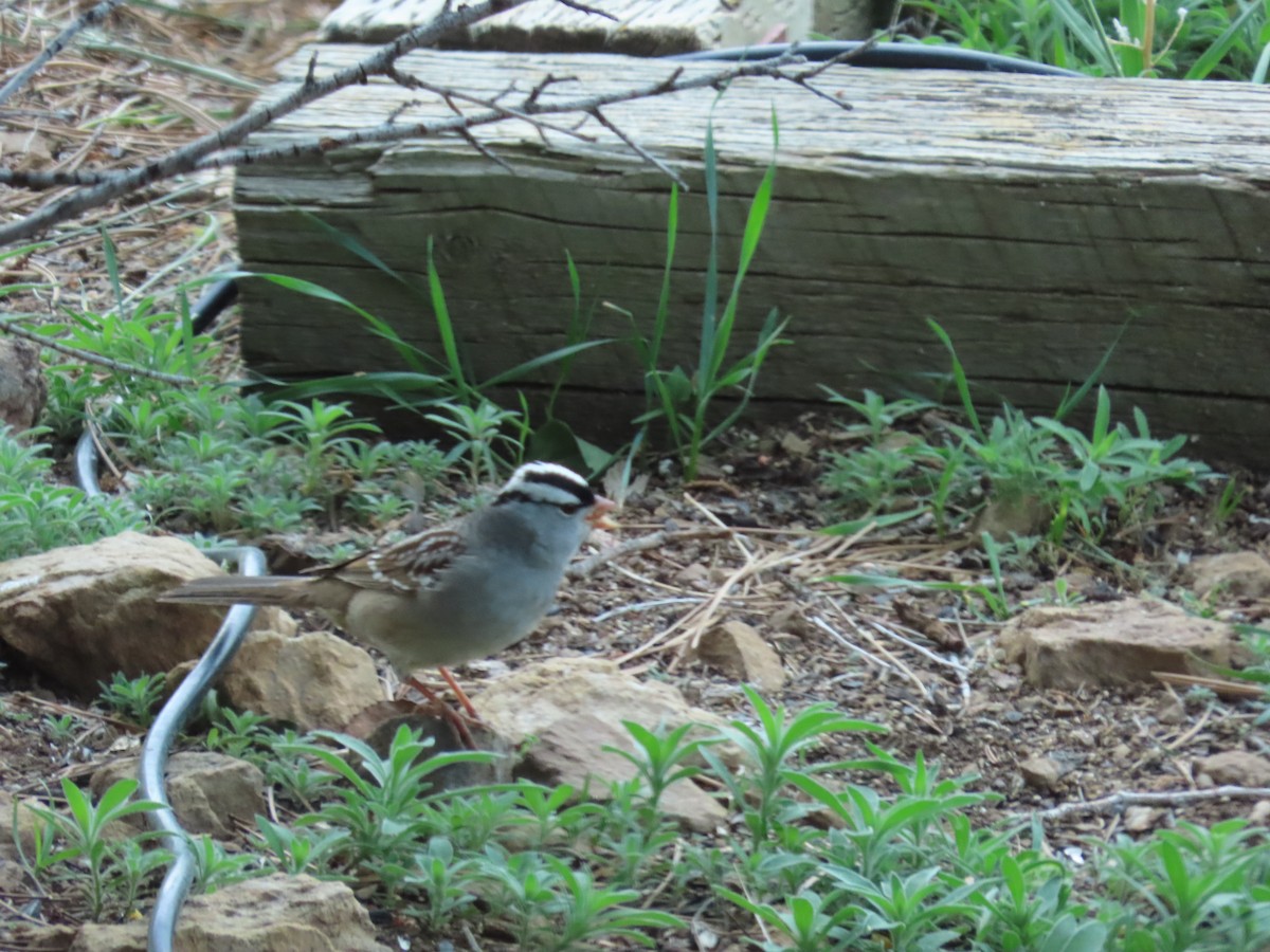 White-crowned Sparrow (Dark-lored) - ML635687625