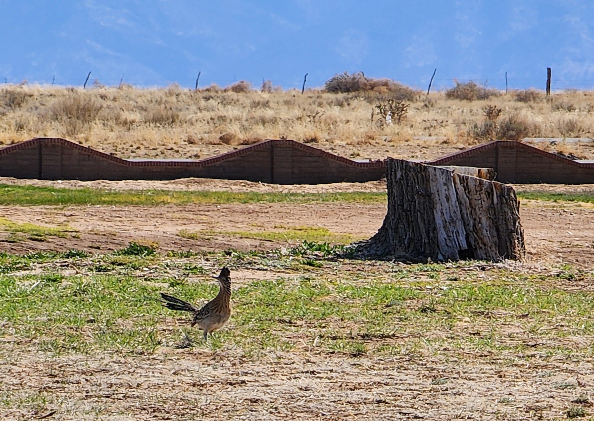 Wegekuckuck - ML635687682