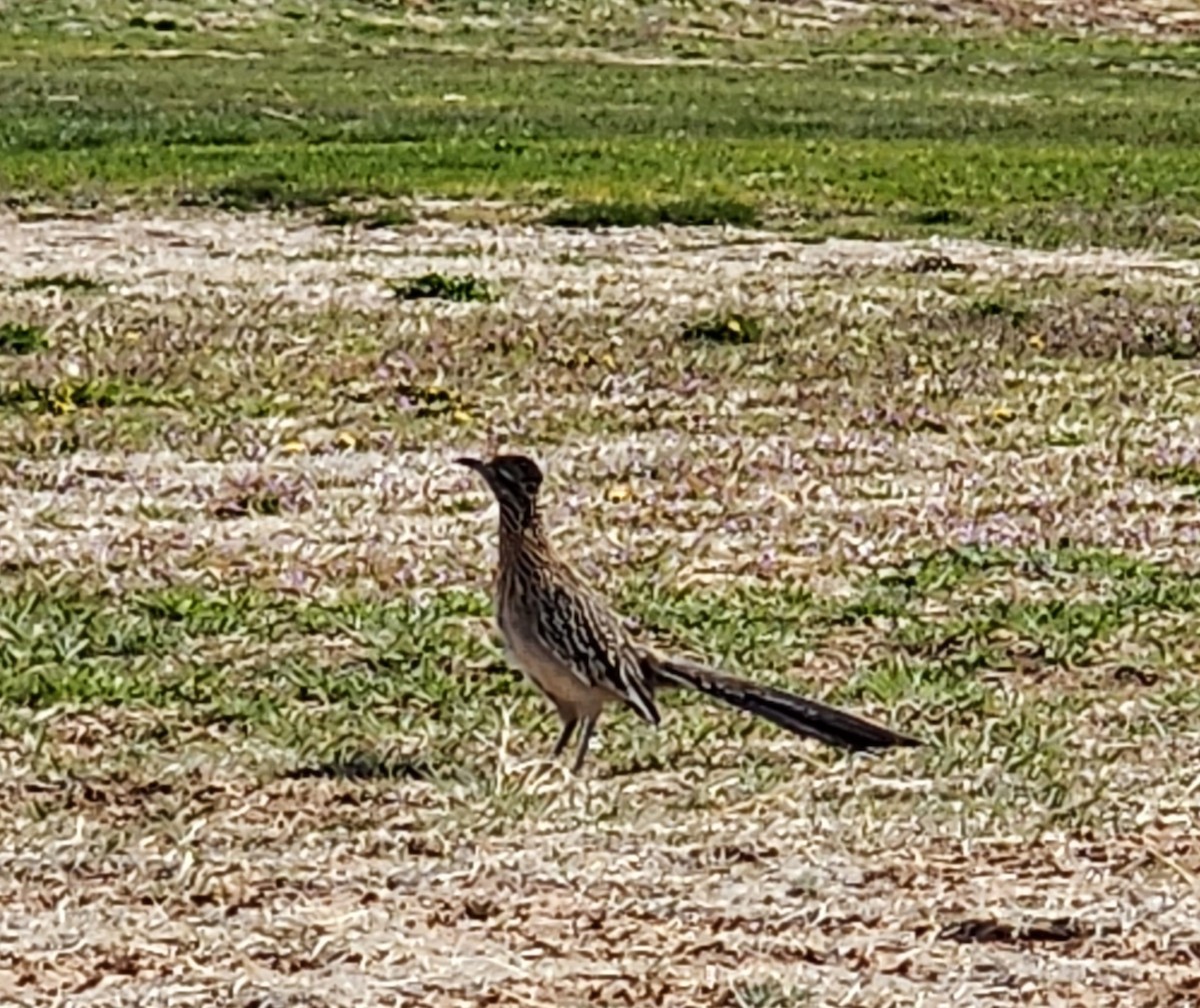 Wegekuckuck - ML635687700